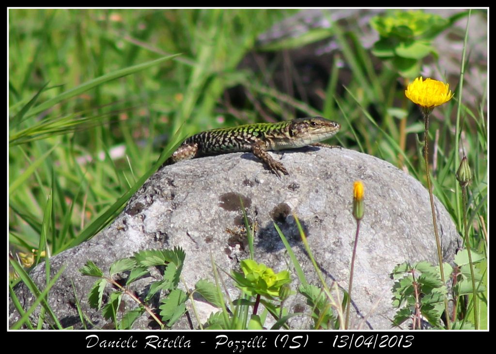 Un p di Podarcis siculus campestris della mia zona!